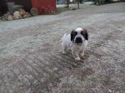 Cocker Spaniel Mixwelpe