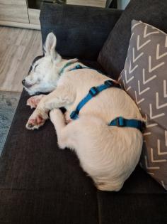 Kalle kinderlieber Terrier-Mischling