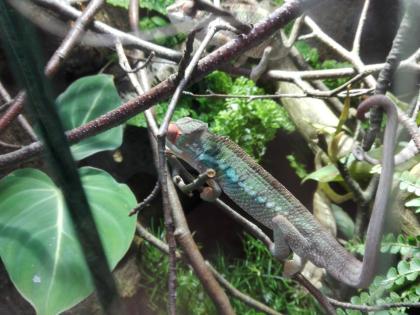 Furcifer Pardalis Ambilobe Pantherchamäleon