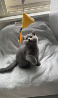 Katzenbabys sofort abgabebereit