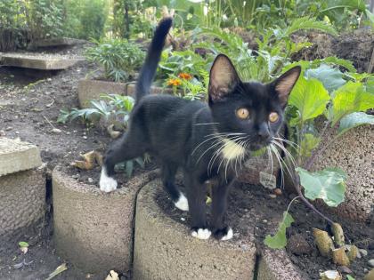 Kitten Kätzchen Junge Waldkatze