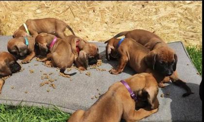 Bayerische Gebirgsschweißhunde Welpen