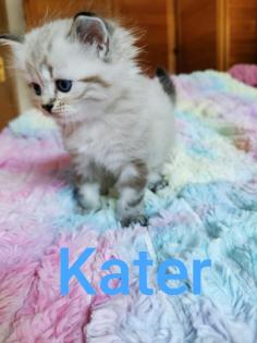 Kitten Heilige Birma