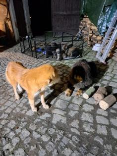 Do Khyi Welpen suchen ein zu Hause