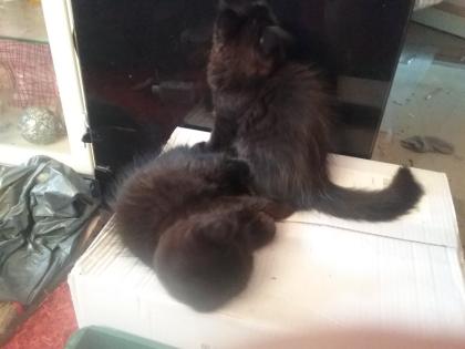 Maine Coon Mixe abzugeben