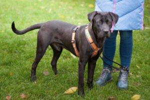 KONGO - männlich 9 Monate 55 cm 28 kg Labrador-Mix Gechipt Kastriert