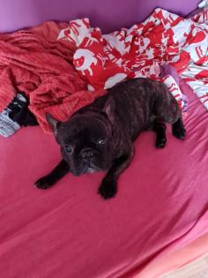 Französische Bulldogge