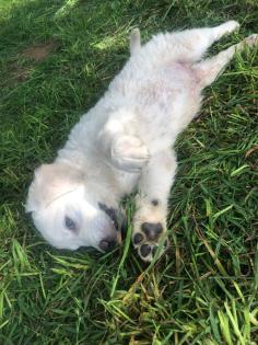 Goldendoodle Welpen Allergiker geeignet