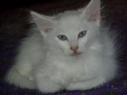 Verkaufe weiße weibliche Türkisch Angora Kitte mit blauen Augen