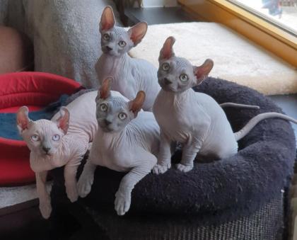 4 liebevoll Sphynx kätzchen