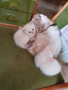 Abgabebereit Sibirische Kätzchen Neva Masquarade Kitten weiß Katze