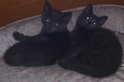 Süße blaue Kätzchen Kitten abzugeben