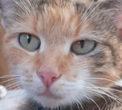Sweety Glückskatze sucht dringend ein Zuhause aus dem Tierschutz / gechipt geimpft kastriert