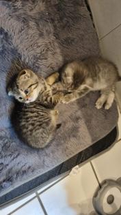 BKH / scottish fold Kitten suchen neuen Wirkungskreis
