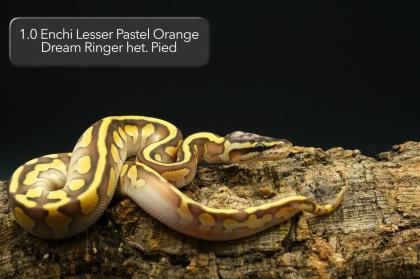 Diverse Pied / het. Pied Jungtiere suchen noch ein neues Zuhause