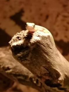 Phelsuma Parva West Taggecko