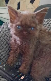 Selkirk Rex Kitten weiblich