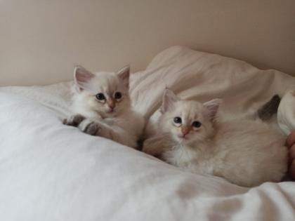 Abgabebereit Sibirische Kätzchen Neva Masquarade Kitten weiß Katze