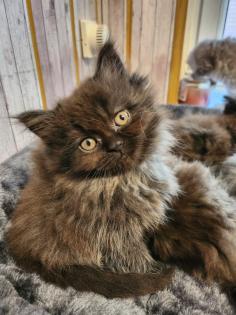 Maine Coon Perser Katze