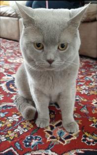Bkh Kitten alle lilac