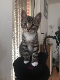 Katzenkitten zu verkaufen