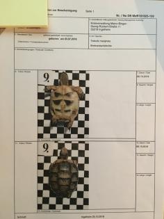 2- und 3-jährige Landschildkrötenbabies Testudo Marginata Breitrandschildkröten aus artgerechter l