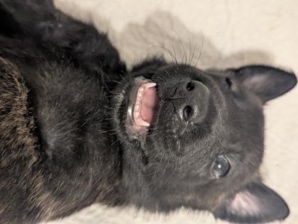 Holländischer Schäferhund x Malinois Welpen
