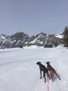 Bildhübscher schlauer Ridgeback Mix - 1x Rüde 8x Hündin