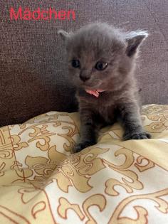 4 süße reinrassige BKH Kitten in der Farbe Blue und Lilac