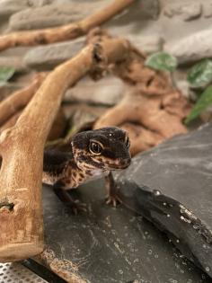 Leopardgecko Black Night w 4. 5 Jahre