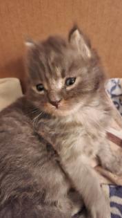 Süsse Main Coon Kitten
