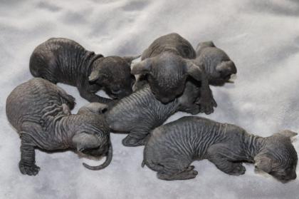 5 liebevoll Sphynx kätzchen