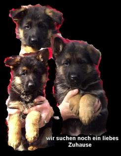 Noch 3 DSH Welpen ab 14. 04. abzugeben