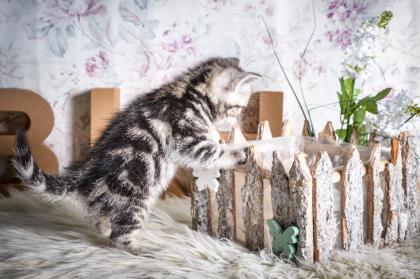 BKH-Kitten im Whiskas-Look Black-Silver-Classic-Tabby/-Spotted abzugeben
