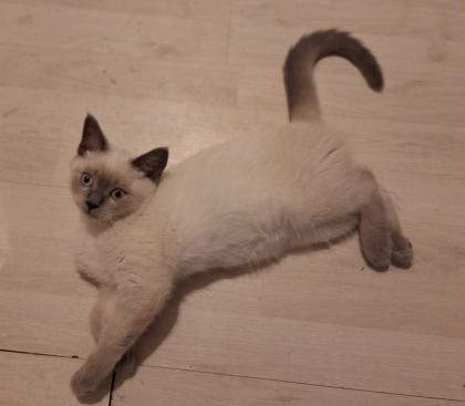 Verschmuster BKH Colorpoint Kater letzter aus Wurf abgabebereit