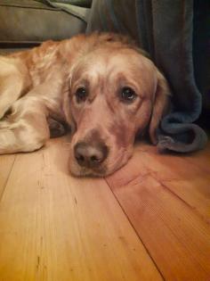 Deckrüde Golden-Retriever mit Erfahrung