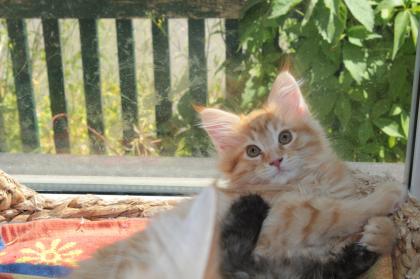 Wunderschöne Maine-Coon-Norweger Waldkatzen Kitten