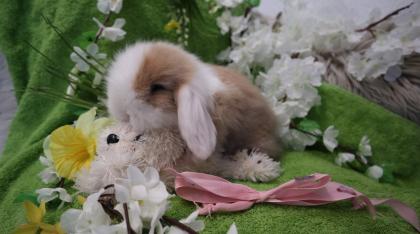 Zwergkaninchen Peking-Teddywidder super süß und handzahm