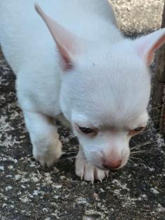 Chihuahua hundmädchen