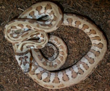 TEPPICHPYTHON HYPO JAGUAR UND SIBLINGS AUS 2022