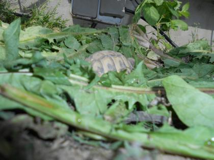 Griechische Landschildkröten THB robuste Ostrasse Nachzuchten aus 2020 2021 und 2022