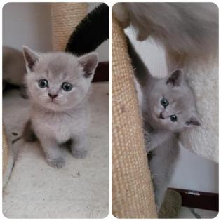 BKH scottisch Fold Kitten
