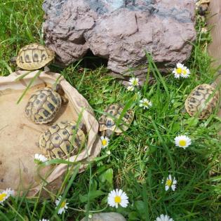 Griechische Landschildkröten/ Testudo hermanni NZ 2022/2021