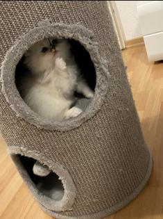 Wunderschöne Britisch Langhaar Katzen
