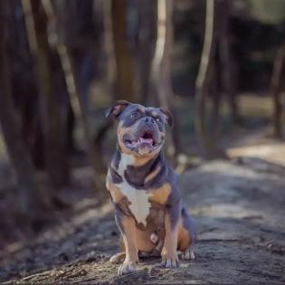 Deckrüde Old English Bulldog Bruno von Baden 5 Jahre