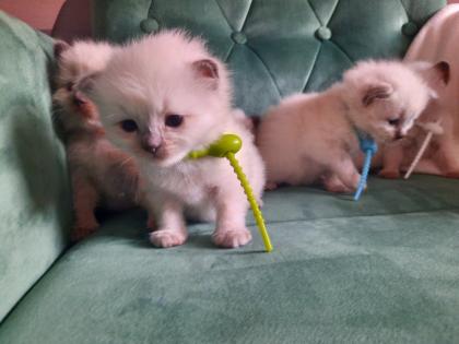 Ragdoll Nachwuchs zuckersüß