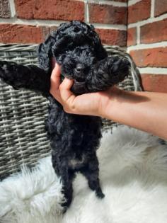 Goldendoodle Welpen