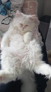 Zuhause für meine 2 kleine Mäuse mit allem Zubehör