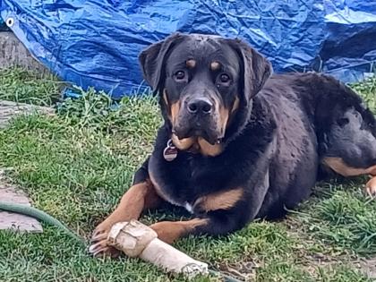 Ich bin Lucky ein labrador-Boxer Mix Boxerdor sucht Hündin für gemeinsames Baby machen Deckrüde