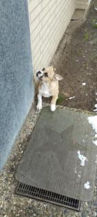 Bully Mix Hündin